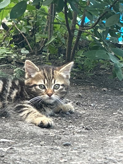 A close-up, eye-level shot captures a tabby kitten resting on a gritty, asphalt-like surface. The kitten, with its distinctive brown and black stripes, faces the camera, its green eyes wide and alert. Its white whiskers are prominent against its fur. The background consists of lush green foliage, with some branches and leaves extending into the frame, suggesting an outdoor setting. The overall lighting is natural and appears to be daytime. The specific location in Prokhladny, Russia, is not discernible from the visual information provided in the image.