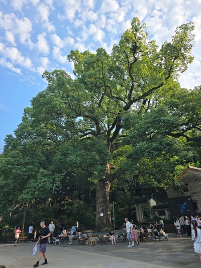 In a sun-dappled outdoor setting, a group of people are gathered, seated on chairs and standing, facing a large screen displaying an image. The scene appears to be an informal gathering or presentation. Dominating the left side of the frame is a massive, ancient tree with lush green foliage, its branches reaching towards a bright blue sky dotted with fluffy white clouds. The tree's presence suggests a natural, perhaps park-like, environment.
The people are dressed casually, indicating a relaxed atmosphere. Some are seated in rows facing the screen, while others stand near the back. A few individuals are actively engaged, with one person in the foreground appearing to walk or stretch. The screen shows a projection of what looks like a scenic landscape with a person on a boat. The overall mood seems peaceful and observant.
The time of day appears to be late afternoon or early evening, given the warm lighting and the long shadows cast by some of the objects. The weather is clear and pleasant, with a visible sky and sunlight filtering through the leaves. The presence of chairs and a screen suggests an organized event, possibly an outdoor screening, a community gathering, or an art installation. The architecture visible in the background, with its weathered facade, hints at an older, possibly historic, location.
No discernable text is visible on the screen or in the immediate surroundings, except for a small sign on a pole near the tree on the left. The scene is set in Xiaoshan District, China, which provides a geographical context for the location.