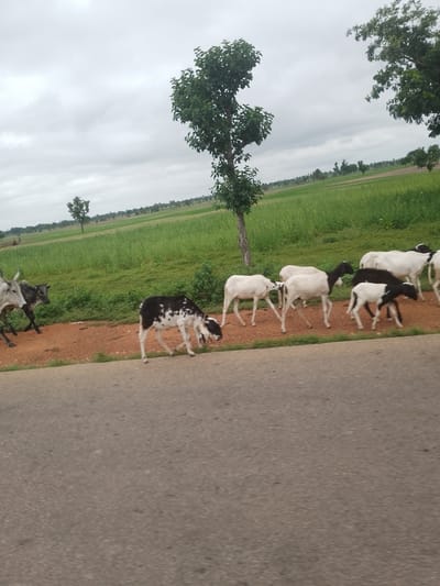 The image depicts a herd of sheep and goats walking along a dirt road next to a lush green field. The sky is overcast with clouds. In the distance, trees and a few scattered buildings are visible. The scene is located in Serti, Nigeria.