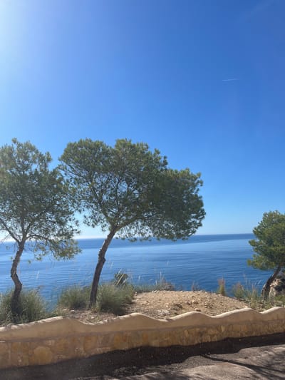The image captures a coastal scene in El Poble Nou de Benitatxell, Spain. The vantage point is from a cliffside path, as evidenced by a section of the path composed of dark material and bordered by a low stone and plaster wall on the right side of the frame. The Mediterranean Sea stretches into the distance, rendered as blue with subtle variations suggesting sunlight reflection on the water's surface. Three trees are prominently featured in the foreground, their trunks leaning and reaching toward the water, with their green foliage contrasting against the blue sky. Clear, blue sky occupies the upper left of the frame. There is a contrail in the sky. The cliffside is covered in dry grasses and sparse vegetation between the trees and the path.
