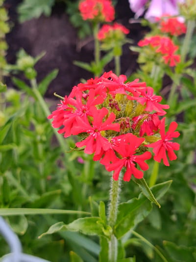 A close-up shot showcases a cluster of vibrant red flowers, their petals delicately notched and fanned out. The flowers are supported by a fuzzy, green stem. The background is a blur of green foliage and dark soil, suggesting an outdoor garden setting. The lighting appears to be natural daylight, casting a soft glow on the blossoms.