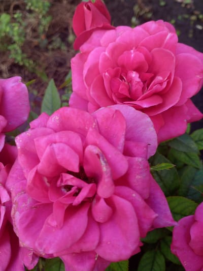 The image displays a close-up view of several bright pink roses in full bloom, some with fully unfurled petals and others still partially closed. The roses are clustered together, with some leaves visible in the background, which appear green and somewhat blurred. The petals of the roses show a rich, vibrant pink hue, with subtle variations in shade and texture. There are specks of what appear to be dust or pollen on some of the petals. The overall scene suggests a garden or a natural setting where these flowers are growing. No specific location in Usman, Russia, is identifiable from the visual information provided.