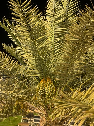 The image depicts a palm tree at night in Al Jubaylah, Saudi Arabia. The tree is laden with unripe, green dates. The fronds are illuminated by artificial lighting. A fence and possibly a patch of grass can be seen in the background. The majority of the image is dark.