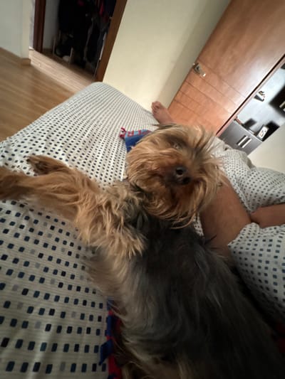 A brown and gray long-haired dog is lying on a bed with a blue and white patterned comforter. The dog is facing the camera with its head slightly tilted. The dog's left front paw is extended. A person's legs are visible behind the dog, also on the bed. A light brown cabinet is in the background, along with a dresser. The floor is light brown wood.