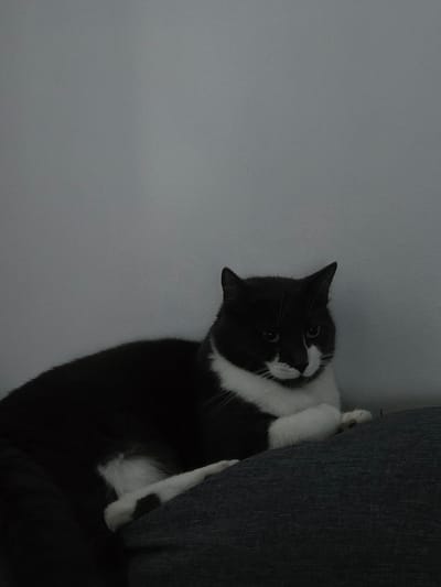 A black and white tuxedo cat is lying on a dark gray upholstered surface, possibly a sofa or chair. The cat is positioned in the lower right quadrant of the image, facing towards the viewer. Its front paws are crossed, and its head is tilted slightly to its left. The background is a plain, light gray wall. The lighting in the scene is dim, casting a shadow on the left side of the cat. There are no visible people or other animals in the image. The scene appears to be indoors.