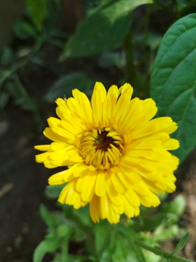 The image features a close-up, slightly off-center view of a vibrant yellow calendula flower. The flower's petals are finely detailed, radiating outwards from a dark, textured center. A small insect, possibly a fly, is visible on one of the petals in the upper left quadrant of the flower. The background is blurred, with dark green foliage and some lighter green leaves providing a natural contrast. The lighting appears to be natural, highlighting the flower's bright color. The scene evokes a sense of nature and outdoor beauty. There is no information in the image to suggest a location in Bucharest, Romania, or any specific urban environment.