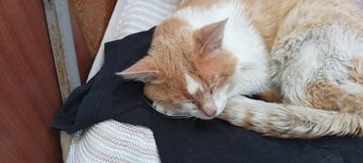 A ginger and white cat is sleeping on a black cloth, which is on top of a light-colored knitted blanket. The cat is curled up, with its head resting on the cloth. Its eyes are closed and its tail is wrapped around its body. The background consists of a wooden surface and a metal bar, suggesting an outdoor or semi-outdoor setting. There are no people visible in the image. The scene is located in the city of Cherkasy, Ukraine.