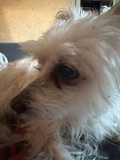 The media file is a close-up photograph of a fluffy, light-colored dog. The dog's face is angled downwards, with its eyes partially obscured by its fur. One eye is visible, appearing dark and round. The fur is long and somewhat disheveled, with some small dark specks, possibly dirt, visible within it. The background is out of focus, showing a textured, light-colored surface on the left and a darker, possibly fabric, surface on the right. The lighting appears to be artificial, with no clear indication of time of day or weather. The overall impression is an intimate portrait of the dog, capturing its soft features and perhaps a moment of repose. There is no visible text in the image.