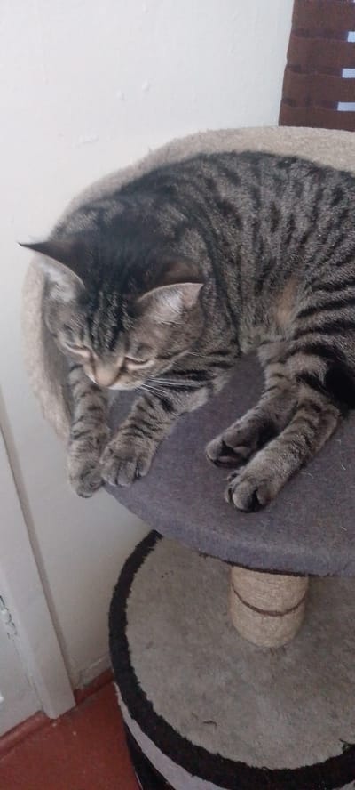 This media file is a medium-shot photograph of a tabby cat resting on a multi-level cat tree. The cat is lying on its side with its head down, appearing to be asleep or relaxed. Its fur is a mix of grey, black, and brown stripes. The cat tree has a circular platform covered in dark grey carpet, and a lighter colored cushioned perch is visible at the top. A sisal-wrapped scratching post is integrated into the structure, with a larger, circular rug below featuring a black and white striped border. The background shows a white wall and a sliver of what appears to be blinds or a curtain with horizontal dark brown slats. The lighting suggests it is daytime. The overall scene conveys a sense of domestic tranquility. No text is visible in the image. The location context provided is Angren, Uzbekistan.