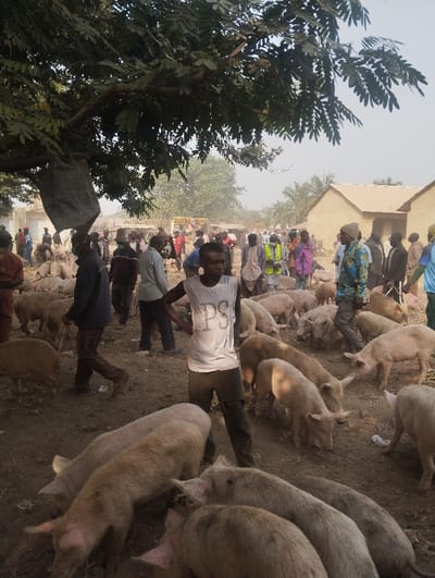 The image depicts an outdoor pig market located in Unguwan Rimi, Nigeria, under bright daylight conditions. The ground is dry, dusty, and uneven packed earth. Numerous pigs, predominantly light pink to light brown in coloration and varying in size from medium to large, are dispersed throughout the scene, with many rooting in the soil. Approximately 30-40 individuals, primarily adult males, are present.
In the immediate foreground, a male figure stands centrally with hands on hips, wearing a white sleeveless top with "PS" printed on the front and dark trousers. His gaze is directed slightly to the viewer's right. Other individuals are seen walking, standing, and observing the animals. Notable attire includes a man in the mid-ground wearing a patterned blue shirt and various individuals wearing hats or caps.
A large tree with green foliage dominates the upper left quadrant, providing partial shade, with a dark bag or sack suspended from one of its branches. In the background, several single-story buildings with light brown or beige walls and light-colored roofs are visible, suggesting local architecture. Additional trees and vegetation are scattered in the distant background. The atmosphere appears crowded and active, with visible dust in the air.