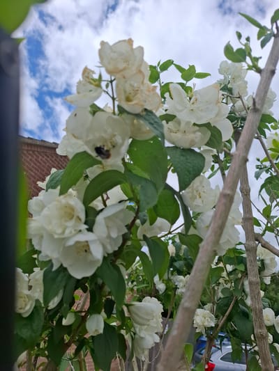 A medium shot photograph captures a cluster of white jasmine flowers blooming on a branch. A bumblebee is visible on one of the flowers, appearing to collect nectar. The background is a mix of a brick building and a cloudy blue sky. The lighting suggests it is daytime. The scene is set in the city of Huntingdonshire, United Kingdom.