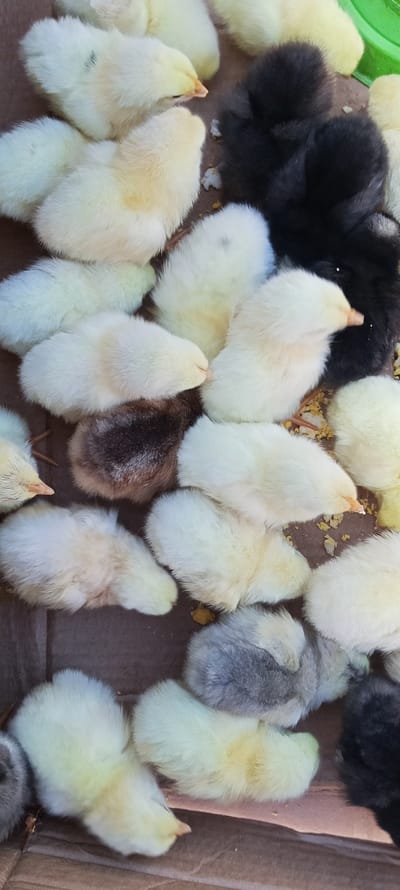 The image shows a close-up, top-down view of a group of young chicks in a confined space, likely a box or enclosure, on the ground in Chublovo, Russia. The chicks are a mix of colors, predominantly pale yellow and white, with a few appearing black and one with greyish-brown markings. They are huddled together, some with their heads down. The substrate appears to be a rough, brown surface with scattered yellow debris, possibly feed. There are no humans or other animals visible in the frame. The lighting suggests it is daytime, with no strong shadows indicating direct sunlight. The overall scene is one of a chick enclosure.