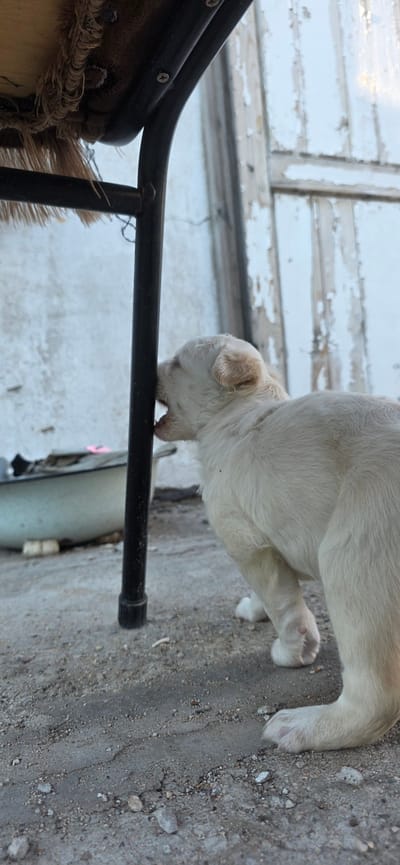 A light-colored puppy is biting on the leg of a dark-colored table. The table is outdoors and appears to be made of metal, with a worn, upholstered seat that has fringe hanging down. The ground is made of concrete and dirt, with small stones scattered about. In the background, there is a white wall with peeling paint, and a door or window frame. A metal basin or bowl is visible on the ground to the left of the table leg. The scene appears to be in a residential area in the city administration of Saran, Kazakhstan.
