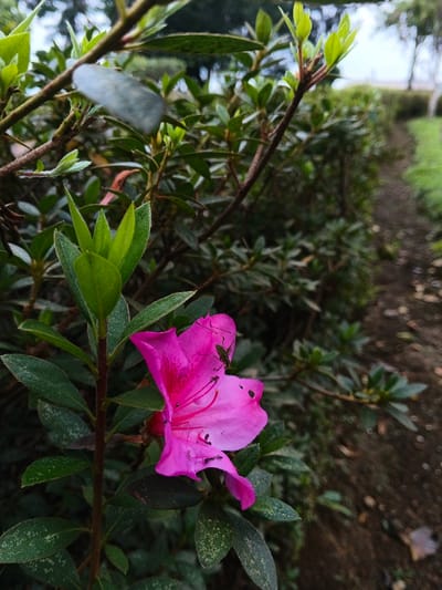 The image presents a detailed close-up of a single vibrant fuchsia-pink flower, likely an azalea or rhododendron, situated in an outdoor natural environment within Pacet, Indonesia. The flower, positioned in the lower-left quadrant, features five prominent petals, visible stamens, and displays minor dark blemishes or small perforations on its surface. A slender, light green insect, approximately 1.5 cm in length with visible antennae, rests on the upper petal of the flower, oriented towards the left. The flower is part of a leafy stem bearing multiple ovate, dark green leaves, some exhibiting light speckling. In the midground, a dense line of similar green foliage forms a hedge, extending diagonally from the left into the background. To the right of this foliage line, a narrow, dark brown dirt path recedes into the distance. The background beyond the path consists of additional green vegetation and hints of an overcast sky. No human figures or man-made structures are prominently visible.