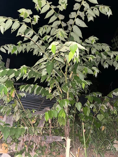 A medium shot captures a tree with numerous leaves, some of which have holes, set against a dark background. The tree branches out from the lower left of the frame, extending towards the top and right. In the background, a corrugated metal roof is visible, suggesting a rooftop or an overhang. To the left of the tree, a wooden post stands vertically. The scene appears to be outdoors, possibly in an urban or semi-urban environment given the man-made structures. The lighting suggests it is nighttime, with artificial light illuminating the tree. The overall impression is that of a common tree growing in a backyard or an undeveloped area in the city of Benuaraja, Indonesia.