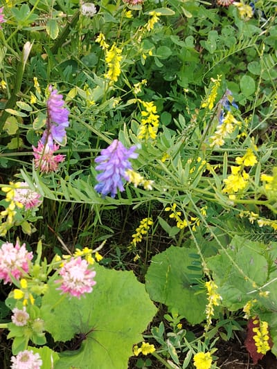 This is a close-up, vertical, outdoor, eye-level shot of a dense patch of wild meadow flowers and foliage. The scene is dominated by lush green leaves and stems, interspersed with clusters of small flowers in shades of pink, purple, and bright yellow.

In the foreground, several spherical pink flowers, resembling clover blooms, are prominent, some with delicate white centers. To their left and slightly further back, a cluster of smaller pink flowers is visible.

Dominating the mid-ground are spires of purple flowers, some with a blueish tint, appearing to be of the vetch family. Interspersed throughout the image are numerous delicate spikes of small yellow flowers, likely from a type of clover or vetch. One of these yellow flower spikes is particularly noticeable in the upper right quadrant.

Large, broad green leaves with prominent veins are scattered throughout, providing a contrasting texture to the finer foliage and flower clusters. One such large leaf, in the lower half of the image, has a dark, star-shaped marking near its center and a slightly serrated edge.

The lighting suggests it is daytime, likely in the morning or afternoon, with no strong shadows indicating direct overhead sun. The overall impression is one of a wild, natural, and vibrant meadow environment. The abundance of flowering plants suggests a springtime or early summer setting. There is no text visible in the image. The location context provided is Balashikha, Russia.
