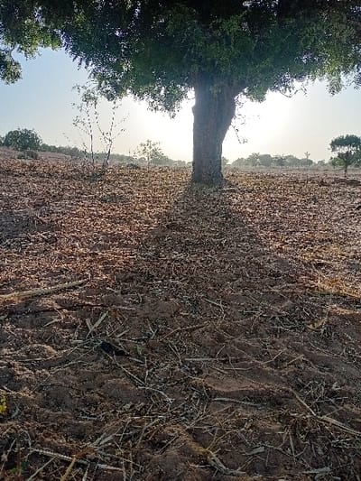 A dry, barren landscape stretches under a pale sky. Dominating the left side is a large tree with dense green foliage. The ground is brown, covered with dry leaves and sparse vegetation, suggesting arid conditions. The horizon features scattered trees, receding into the distance under the bright, somewhat hazy sky. The scene evokes a sense of dryness and possibly drought in a rural, open area.