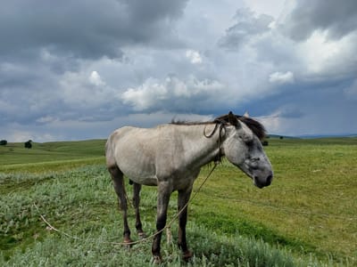 A light gray horse stands in a grassy field under a cloudy sky. The horse is facing right, with its head lowered and eyes closed. It has a dark mane and tail. A rope is tied around its neck and also around its front legs. The field is covered in green grass and low-lying plants, and there are rolling hills in the background. The sky is filled with dark, heavy clouds, suggesting an impending storm. The overall scene evokes a sense of calm and solitude. The time of day appears to be late afternoon or early evening, given the diffused light. The location is identified as Nigamatovo, Russia. No visible text is present in the image.