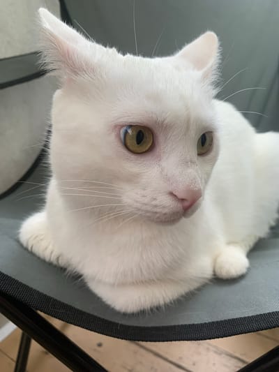 A white cat with yellow eyes is lying on a grey chair. The cat is facing to the right of the frame, with its body angled towards the right. The background is blurred, but appears to be a room with wooden flooring and a chair in the corner. There is no information available about the location in the city of Novorossiysk, Russia.