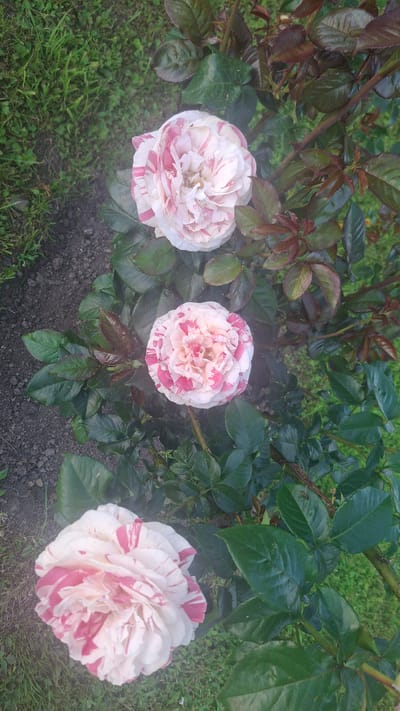 In the image, a close-up view captures three striped pink and white roses blooming on a rose bush. The roses are the primary subjects, with their petals showing a variegated pattern of white and vibrant pink stripes. The rose bush displays lush green leaves, some with a reddish tint, and a woody stem. The background consists of dark soil and some green grass. A faint misty or hazy effect is present throughout the image. The location is specified as Дзямідавіцкі сельскі Савет, Belarus.
