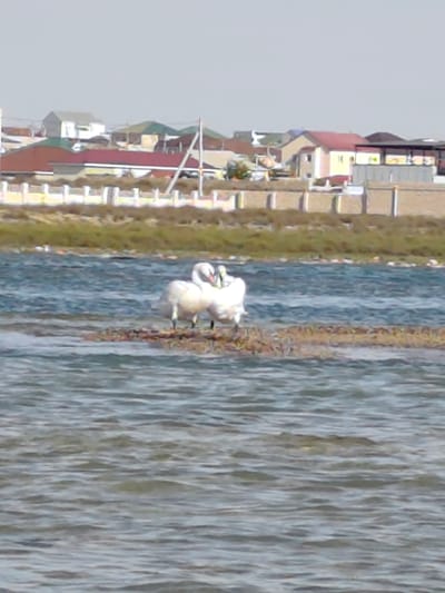 This is a slightly blurry, low-resolution photograph taken outdoors on a bright, clear day. The scene is a body of water, possibly a lake or a calm sea, with gentle ripples on its surface. In the foreground, the water is a deep blue, transitioning to a lighter, more turquoise hue further out.
Dominating the middle ground are two white swans, huddled together on a small, brown, island-like patch of vegetation or mud. They appear to be grooming each other or simply resting close together, their necks curved towards one another, forming a heart-like shape. Their white feathers contrast with the darker water and the earthy tones of their resting spot.
In the background, a developed shoreline is visible. This area features a line of low, sandy-colored walls or barriers, interspersed with what appear to be streetlights or decorative posts. Beyond these, a collection of buildings with pitched roofs can be seen. The architecture suggests residential structures, with roofs in various colors including red, brown, and green, and walls in neutral tones. The overall impression of the background is that of a settlement situated near the water.
The time of day appears to be daytime, given the bright sunlight and clear sky, which is a pale, hazy blue. The weather seems pleasant and calm. The location context provided is Saiyn Şapağatov, Kazakhstan, which aligns with the scene of a body of water and a settlement. There is no visible text in the image. The overall mood is serene and peaceful, highlighted by the intimate proximity of the two swans.