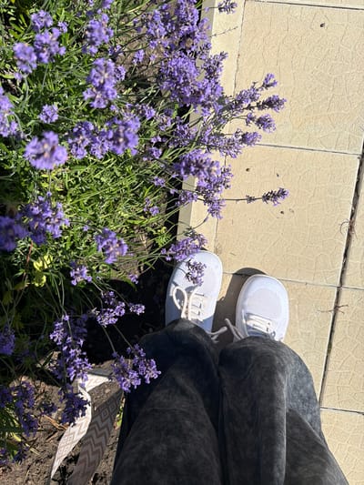 In this overhead shot, a person is sitting on the ground next to a patch of blooming lavender. The person is wearing dark, textured pants and white athletic shoes. The shoes have white laces and a knit texture. The lavender is a vibrant purple and fills the lower left and right portions of the frame, with green stems and leaves. The ground is a mix of dark soil and light-colored paved tiles. The tiles have a textured pattern and appear to be a light beige or cream color, laid out in a grid. Sunlight casts shadows, suggesting it is daytime, likely outdoors. The scene evokes a feeling of calm and connection with nature. A decorative ribbon with a geometric pattern peeks out from under the person's pants on the right side of the frame. There is no visible text in the image. The location context of Leningradskaya, Russia, suggests this scene is taking place in a region known for its warm summers, suitable for lavender growth.