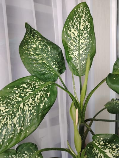 This media file features a close-up shot of a Dieffenbachia plant, commonly known as a Dumb Cane. The plant has large, ovate leaves that are dark green with distinctive irregular splotches of creamy white. Several leaves are prominently displayed, showcasing their variegation. Two flower buds are also visible, encased in pale green spathes. One bud is partially open, revealing a slender, pale stamen.

The plant is positioned indoors, with a white, translucent curtain in the background, suggesting it is near a window. The lighting appears to be natural daylight, creating a soft illumination. There are no people or animals present in the image. The setting is a domestic indoor environment, likely a home or office, given the presence of the houseplant and curtain. There is no visible text in the image. The overall mood is tranquil and natural, highlighting the beauty of the plant's foliage and emerging flowers. The location context of Cherepovets, Russia, provides a geographical reference for the scene, though no specific visual cues within the image directly indicate this location.
