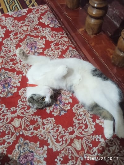 An indoor scene in Khujayli, Uzbekistan, captures a domestic cat lying on its back on a red patterned rug. The cat is predominantly white with grey and brown tabby markings on its head, back, and tail, and wears a red collar. Its front paws are extended upwards, and its hind legs are outstretched, with its head slightly tilted and yellowish-green eyes open, looking towards the viewer. The red rug features a repeating ornate pattern of cream, beige, and blue/purple floral and scroll motifs. In the upper right quadrant of the image, dark brown, polished wooden furniture with turned balusters is visible. A timestamp "2026/3/23 00:17" is embedded in the lower right corner.