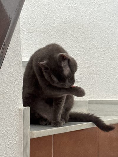 A dark gray cat is grooming itself on a ledge, with its hind legs raised in the air. The cat is lying on its back, curled up with its head bent down as it licks its paw. Its tail is arched over its body and extends upwards, appearing fluffy and dark. The cat's fur is short and appears to be a solid color.
The background consists of a textured white wall on the left and a brown tiled surface on the right, separated by a light gray architectural element which the cat is resting on. This element appears to be a ledge or a step. The lighting suggests it is daytime, with shadows indicating the light source is to the right and slightly above. The setting appears to be outdoors, possibly a balcony, patio, or outdoor staircase, given the texture of the wall and the presence of the tiles.
The cat appears calm and engaged in its grooming activity. There is no visible text in the image. The scene is captured in Torrevieja, Spain, suggesting a warm climate.