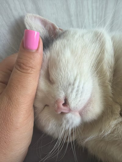 A high-angle, close-up shot captures a human hand gently touching the head of a sleeping domestic cat in Leningradskaya, Russia. The human hand, positioned on the left side of the frame, features a thumb with a clean, squarish nail painted in a glossy, opaque bubblegum pink polish. The skin on the hand exhibits fine texture and a light-to-medium complexion.
The cat, occupying the right portion of the image, is predominantly white or cream-furred, with a subtle darker, possibly gray, patch visible on its head near the ear where the human thumb rests. Its eyes are fully closed, indicating deep sleep or relaxation. Prominent facial features include a small, pink, slightly textured nose, a relaxed mouth area, and numerous long, thin white vibrissae (whiskers) radiating from the muzzle. One ear is partially visible at the top left of the cat's head, covered in soft white fur. The interaction between the hand and the cat suggests a gentle, affectionate contact. The background consists of a uniformly soft, light-toned fabric, possibly a blanket or bedsheet, appearing in shades of off-white or very light gray. Soft, diffused lighting illuminates the scene, highlighting the textures of the fur and skin.