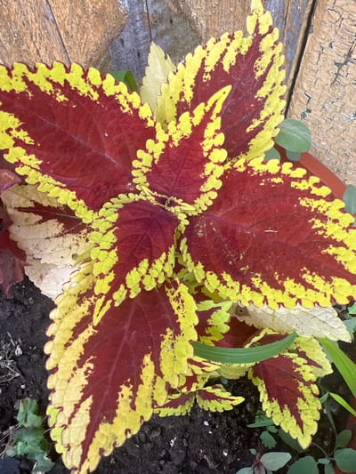 A close-up, overhead shot focuses on a vibrant coleus plant with striking red and yellow variegated leaves. The plant is set against a textured, weathered wooden fence in the background. The leaves are serrated along the edges and display a dynamic pattern of deep red centers fading into bright yellow margins, with some areas of solid yellow and creamy white variegation. The soil at the base of the plant is dark and appears moist. Small green shoots and leaves of other plants are visible around the coleus. The scene is brightly lit, suggesting it was taken outdoors during the day, potentially in a garden or yard in the city of Kalinino, Russia.