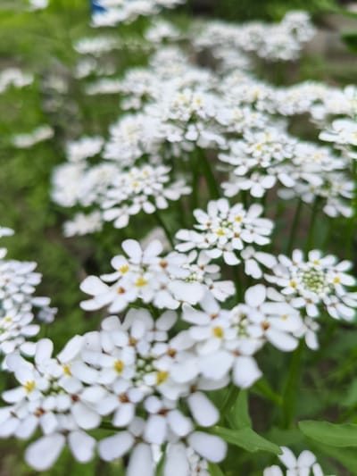 The image shows a close-up, out-of-focus view of numerous small white flowers with yellow centers, likely growing in a garden or natural setting. The background is a blur of green foliage. No people or specific objects are discernible, and no identifiable landmarks or clues suggest a location within Blagoveshchensk, Russia. The scene depicts a naturalistic, botanical element.