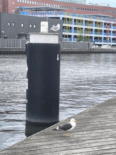 The image depicts a waterfront scene with a large, dark cylindrical object in the foreground, likely a bollard or mooring post, standing in the water. A wooden boardwalk runs diagonally across the lower right of the frame, and a seagull with white and gray plumage and yellow legs is standing on the boardwalk, facing right. Another seagull is perched on top of the dark cylindrical object.
In the background, there is a body of water reflecting the overcast sky. Beyond the water, a dark brick building with rectangular windows is visible, followed by a multi-story parking garage with a striking facade of blue, yellow, and red vertical elements and white horizontal levels. The top of the parking garage features a darker colored, tiered structure with many windows. This scene is situated in Alkmaar, Netherlands, likely near a canal or harbor area, given the presence of the bollard and the waterfront structures. The overall atmosphere is urban and functional.