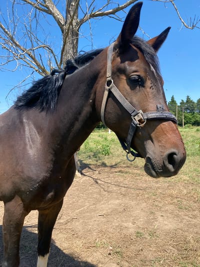 A dark bay horse, facing slightly right, is depicted from the mid-foreleg upwards in Slavovitsa, Bulgaria. The horse exhibits a short, dark mane and a narrow white blaze on its forehead. Its ears are upright. A grey and dark blue fabric halter with silver-toned metal hardware is fitted on its head. Numerous small dark flies are observable on the horse's face, especially around its left eye and muzzle, and scattered across its body. A white stocking marking is visible on the lower section of its front left leg. The horse stands on dry, light brown soil mixed with sparse dry grass and small green sprouts. In the upper left and center background, a leafless deciduous tree stands against a clear, bright blue sky. To the right, a green field with a fence line is visible beneath the same sky. The scene is illuminated by bright sunlight, casting distinct shadows.