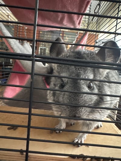 A close-up, eye-level shot shows a chinchilla inside a cage. The chinchilla is grey with large, dark eyes and long whiskers. It is partially obscured by the cage bars. A pink fabric hammock hangs in the background. The cage floor appears to be made of wood and there are some droppings visible. The location is not specified in the image or crops.