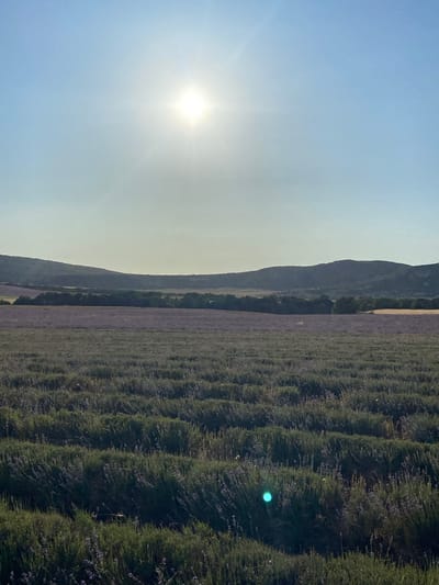 The image shows a wide shot of a lavender field under a bright sun. The sky is a pale blue, with the sun shining intensely in the upper center, creating lens flare. In the foreground, rows of lush green lavender plants stretch towards the horizon. A distinct green glow is visible in the lower right portion of the lavender field. Beyond the field, a line of trees separates it from rolling hills in the background. The overall scene depicts a tranquil rural landscape. The location is stated to be in Krasnomakskoye rural settlement, Ukraine.