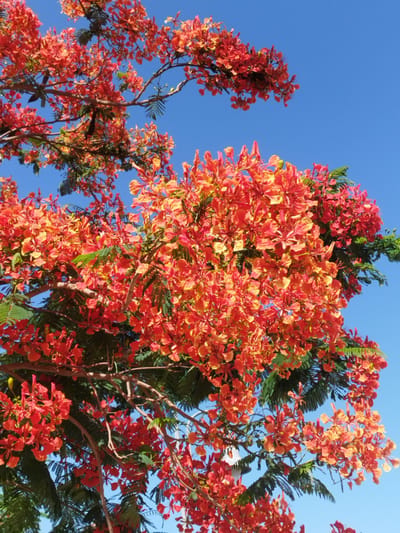 The image depicts a tree with vibrant orange and red flowers, possibly a Royal Poinciana or Flamboyant tree, in full bloom against a clear, bright blue sky. Green leaves are visible among the branches and flowers. The location is Unknown, Egypt. There are no visible people, subjects, actions, or interactions in the image.