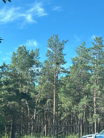 This image depicts a dense forest of tall pine trees against a bright blue sky with wispy white clouds. A dark metal fence runs horizontally across the lower portion of the frame, with some greenery visible beyond it. The lighting suggests it is daytime, likely sunny. The scene is characteristic of outdoor environments that might be found on the outskirts of Yakutsk, Russia, known for its taiga forests. There are no people or animals visible in the image.