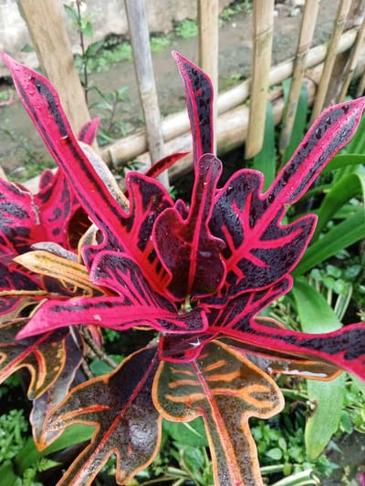 A vibrant Croton plant dominates the foreground. Its leaves exhibit bold red and black patterns, some with orange hues and intricate venation. Water droplets glisten on the leaf surfaces. The plant is surrounded by small green plants and blades of grass. A light-colored bamboo fence serves as a blurred background, adding depth to the composition.