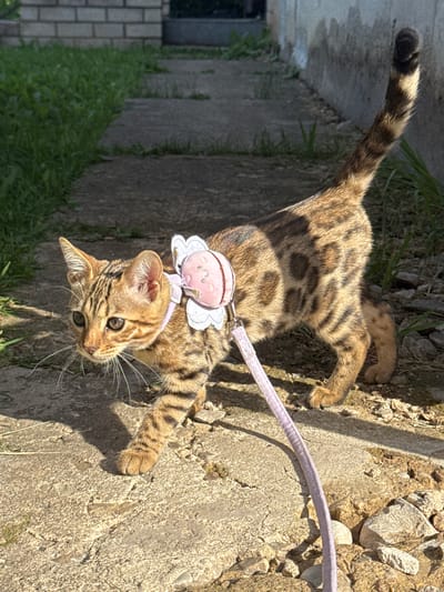 A Bengal cat, adorned with a pink flower-shaped harness and a lilac leash, walks on a cracked concrete pathway beside a strip of grass. The cat has distinctive spotted markings on its fur and is looking to its left. The background features a rough concrete wall on the right and a brick wall and more grass on the left. The scene appears to be outdoors.