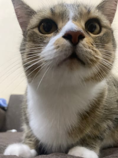 This is a close-up, low-angle, headshot of a tabby cat. The cat has grey and brown stripes on its fur, with a white patch on its chest and muzzle. Its eyes are dark brown, and its whiskers are long and white. The cat's head is tilted, and it appears to be looking directly at the camera.
The background is out of focus, but it appears to be an indoor setting, possibly a room in a house. There is a hint of a brown piece of furniture on the left side of the image, and a blurred object with a blue hue in the upper left corner, which could be part of a toy or another household item.
The lighting suggests it is daytime, with a soft, diffused light. The cat's expression is curious and alert. There is no visible text in the image. The location context is Novokuybyshevsk, Russia.