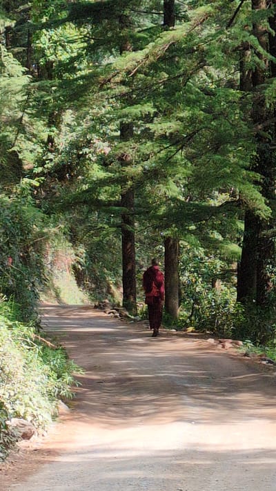 A wide-angle shot shows a person dressed in a red robe walking along a pathway in a forested area in Dharamkot, India. The path is wide, dirt, and gravel, with vegetation growing along the edges. The person is walking away from the viewer. The scene is dappled with sunlight filtering through the trees.