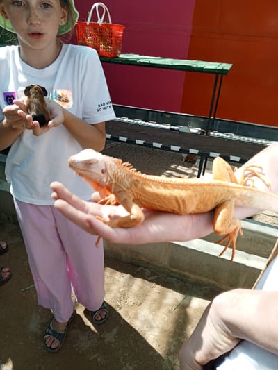 In Phước Hải, Vietnam, a young girl wearing a pale green hat and a white t-shirt with text reading "BAD VIBES GO WITH" stands holding a small, brown and black rodent in her left hand. Her right hand supports a bright orange iguana, which is resting on her palm. The iguana's eyes are closed, and its body is curled slightly. Behind the girl, a red basket with a white handle sits on a green shelf. The background consists of a two-toned wall, half dark pink and half orange, and a wooden structure with multiple shelves. The ground is sandy and dusty, with some dry grass and debris. The image appears to be taken outdoors during daylight.