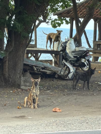 The image depicts an outdoor scene in Tejakula, Indonesia, with the ocean visible in the background. In the foreground, three dogs are present. A tan-colored dog stands on a wooden platform, looking towards the camera. To its left, a brindle-colored dog is sitting on the ground, also facing the camera. To the right, a dark-colored dog stands, looking to the side.
Behind the dogs, there is a motorcycle parked next to a pile of discarded materials, including what appears to be corrugated metal and wooden planks. A thatched-roof structure is visible above the dogs, supported by tree trunks. The ground is a mixture of dirt and scattered leaves. The environment suggests a somewhat unkempt or rustic setting, possibly near a coastline or a storage area. The lighting indicates it is daytime, with overcast or diffused sunlight.