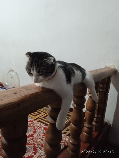 A black and white cat rests on a wooden railing. The cat has a red collar and droops its front leg over the side. The railing has a pattern of turned wooden posts. A red patterned rug is visible in the background beneath the railing. The wall is white. A translucent plastic container is visible in the upper left corner. The image is dated 2026/2/19 23:13.