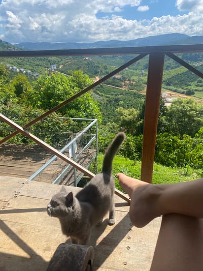 The image captures a sun-drenched outdoor scene from a balcony overlooking a verdant valley. In the foreground, a grey British Shorthair cat stands on a wooden deck, its body angled towards the left, as if observing something out of frame. Its tail is held high and curved. To the right, a human foot is visible, resting on the edge of the deck, its sole pointing upwards and its heel casting a shadow on the wood. The deck itself is constructed from weathered wooden planks. Beyond the deck, a metal railing with wooden crossbeams separates the viewer from the expansive landscape. The valley below is a patchwork of green, with trees and what appear to be agricultural terraces. Scattered houses and structures are visible amongst the greenery. In the distance, rolling hills and mountains form a hazy backdrop under a bright blue sky dotted with fluffy white clouds. The overall impression is one of peaceful, rural serenity, likely in a location such as Thôn 3, Vietnam, known for its natural beauty and agricultural scenery.