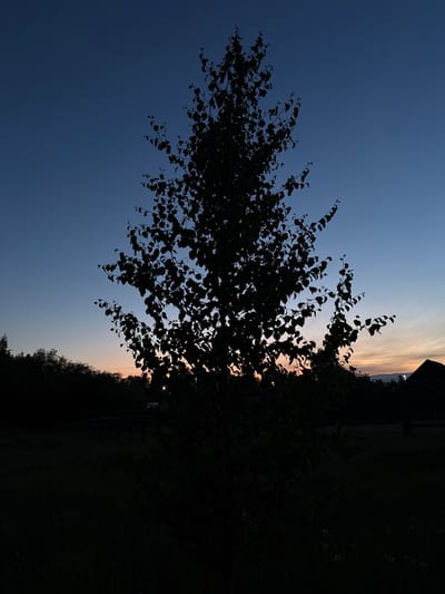 The image, viewed in its correct upright orientation, depicts a serene outdoor scene at dusk or dawn in Лабжанскі сельскі Савет, Belarus. A large, leafy tree stands prominently on the left and central parts of the frame, its dense canopy and branches rendered in deep silhouette against the twilight sky.
The sky exhibits a clear color gradient, transitioning from a deep, dark blue at the top-left towards lighter, warmer tones of pale orange, pink, and yellow along the horizon on the right. This soft palette suggests either a fading sunset or an emerging sunrise.
The foreground and the right side of the image are engulfed in near-total darkness, revealing only faint outlines of ground vegetation, possibly tall grass or shrubs, and distant trees or structures, all in silhouette. A few tiny, bright pinpricks of light are discernible in the far distance on the right, hinting at distant artificial illumination.
No people or specific activities are visible. The image conveys a peaceful and tranquil atmosphere, highlighting the natural beauty of the landscape during the transition between day and night. There is no discernible text within the image.