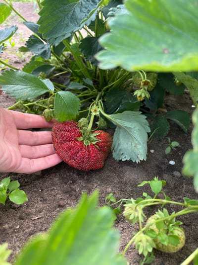 A close-up shot captures a human hand gently supporting a large, vibrantly red strawberry with an irregular, heart-like shape. The strawberry is covered in numerous small seeds, and its stem is visible at the top, connected to the plant. The background features the green leaves of a strawberry plant, some of which are blurred, and dark soil with scattered small green plants and white pebbles. A few unripe, green strawberries are also visible on the plant, with some of their leaves showing signs of age or slight damage. The scene appears to be a garden in the city of Uralskoye, Russia.