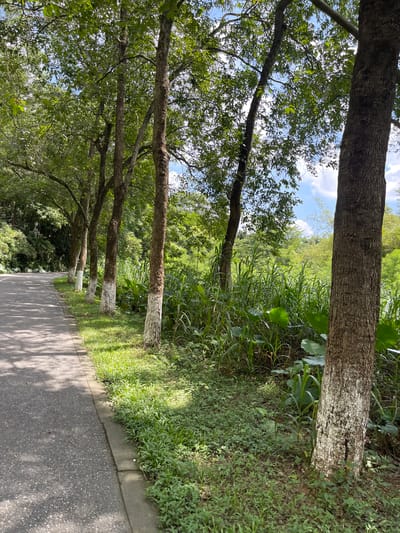 This image depicts a paved pathway lined with trees on the left and lush greenery on the right. The trees are tall with textured bark, and some of their lower trunks are painted white, a common practice in some regions to deter pests or for visibility. Sunlight filters through the leaves, casting dappled shadows on the path. In the background, dense foliage and tall grasses suggest a natural or park-like setting. The sky, visible through the tree canopy, is blue with scattered white clouds. The overall scene is serene and appears to be taken during the daytime, likely a clear or partly cloudy day, given the sunlight and shadows. The orientation of the image suggests it might have been taken while walking along the path. The location context provided is Panyu District, China, which implies a subtropical or temperate climate, consistent with the vegetation shown. There is no visible text in the image.