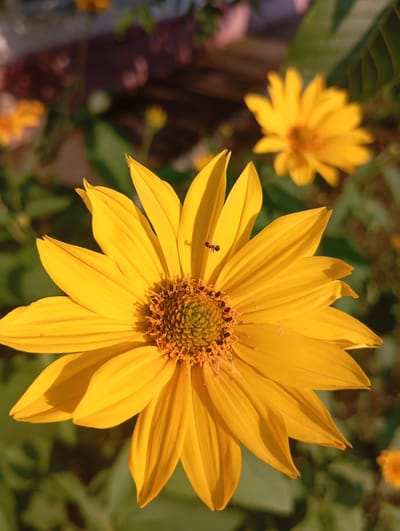 An extreme close-up photograph shows a vibrant yellow daisy-like flower with many petals. A small black ant is visible on one of the petals. The flower's center is detailed with brown and green florets. In the background, out of focus, are more yellow flowers and green foliage, suggesting a garden setting. The lighting indicates it is daytime, with sunlight casting shadows on the petals. No specific location in Truskavets, Ukraine, is discernible from the image itself.